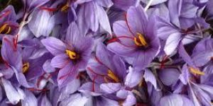 Pure Kashmiri Saffrons