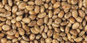Castor Seeds