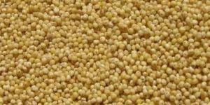 Millet Seeds