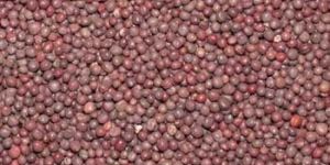 Mustard Seeds