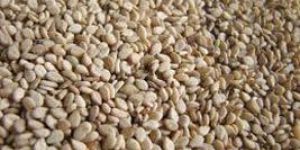 Sesame Seeds