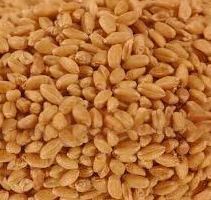 Wheat Seeds