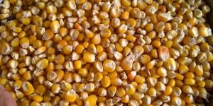Yellow Maize