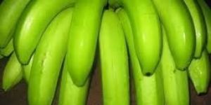 Green Cavendish Banana