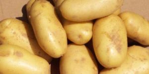 Fresh Potato