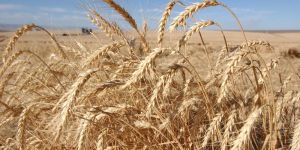Wheat