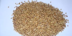 Coriander Seeds
