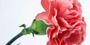 Carnation Flowers