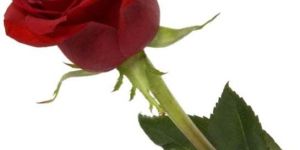 Dutch Rose Flowers