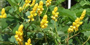Cassia Alata Plant