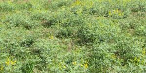 Cassia Angustifolia Plant