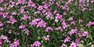 Catharanthus Roseus Plant