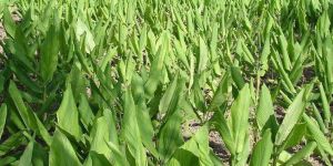 Curcuma Longa Plant