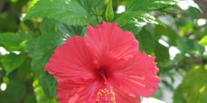 Hibiscus Rosa Sinensis Plant
