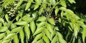 Murraya Paniculata Plant