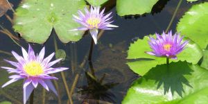 Nymphaea Nouchali Plant