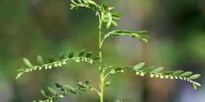 Phyllanthus Amarus Plant