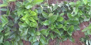 Tylophora Indica Plant