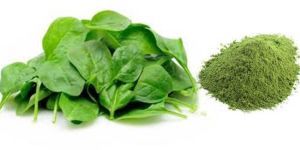 Dehydrated Spinach Powder