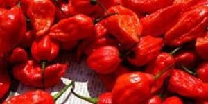 Bhut Jolokia Chilli