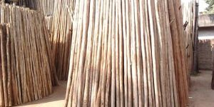Casuarina Wood Poles