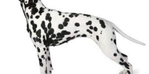 Dalmatian Dog