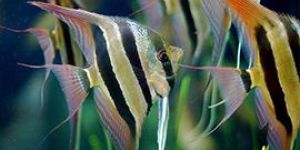 Ornamental Fish Farming