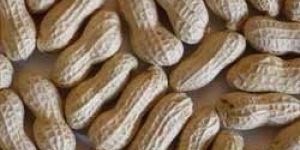 Groundnut