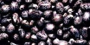 Castor Seeds