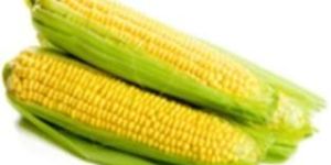 Yellow Maize