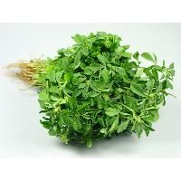 Fenugreek Leafs