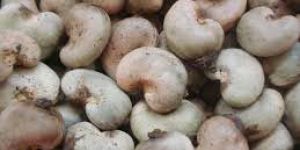 Raw Cashew Nut