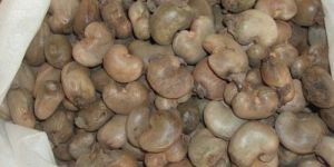 Raw Cashew Nuts