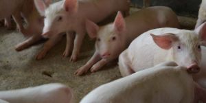 Piglets