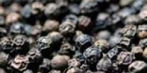Black Pepper
