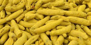 Turmeric Finger