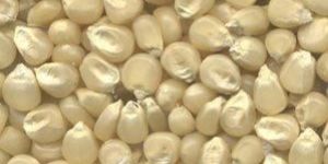 White Maize Seeds