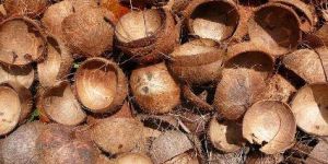 Raw Coconut Shell