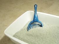 Cat Litter
