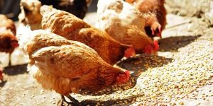 Poultry Feed