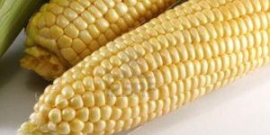 Yellow Maize
