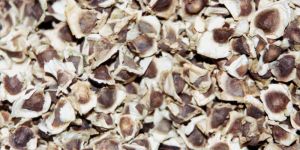 Moringa Seeds