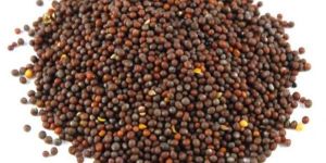 Mustard Oil Seeds