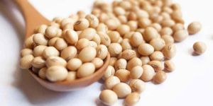Soybean Seeds