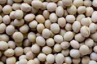 Organic Soybean
