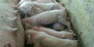 Piglets