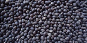 Black Matpe Beans