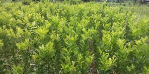 Amla Medicinal Plant