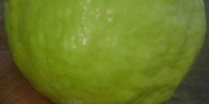 Fruit Plants