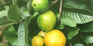 Guava Plant